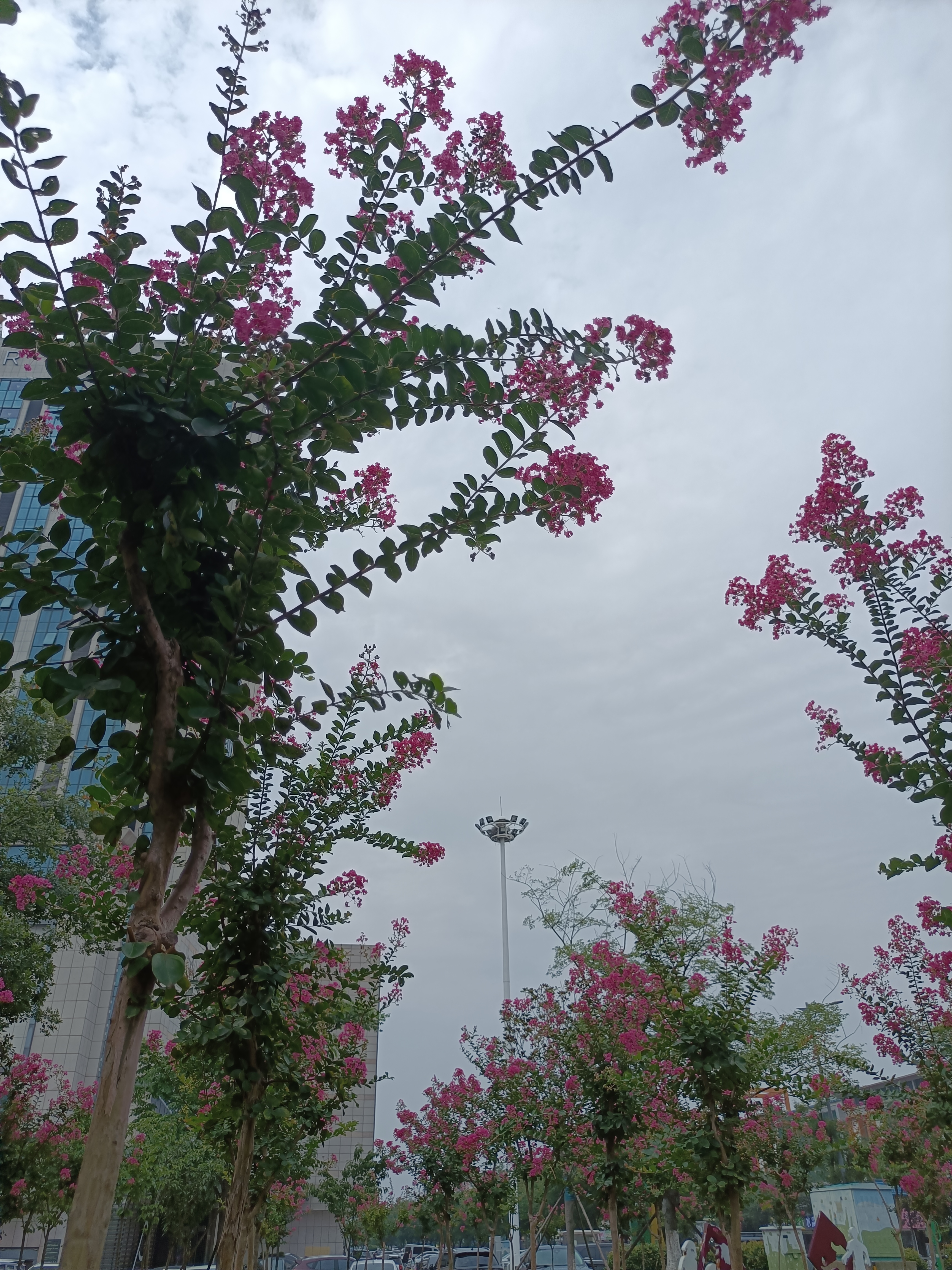 花果之城(一百)紫薇小游园  连云港的夏天 是被紫薇花统治的 道旁路边
