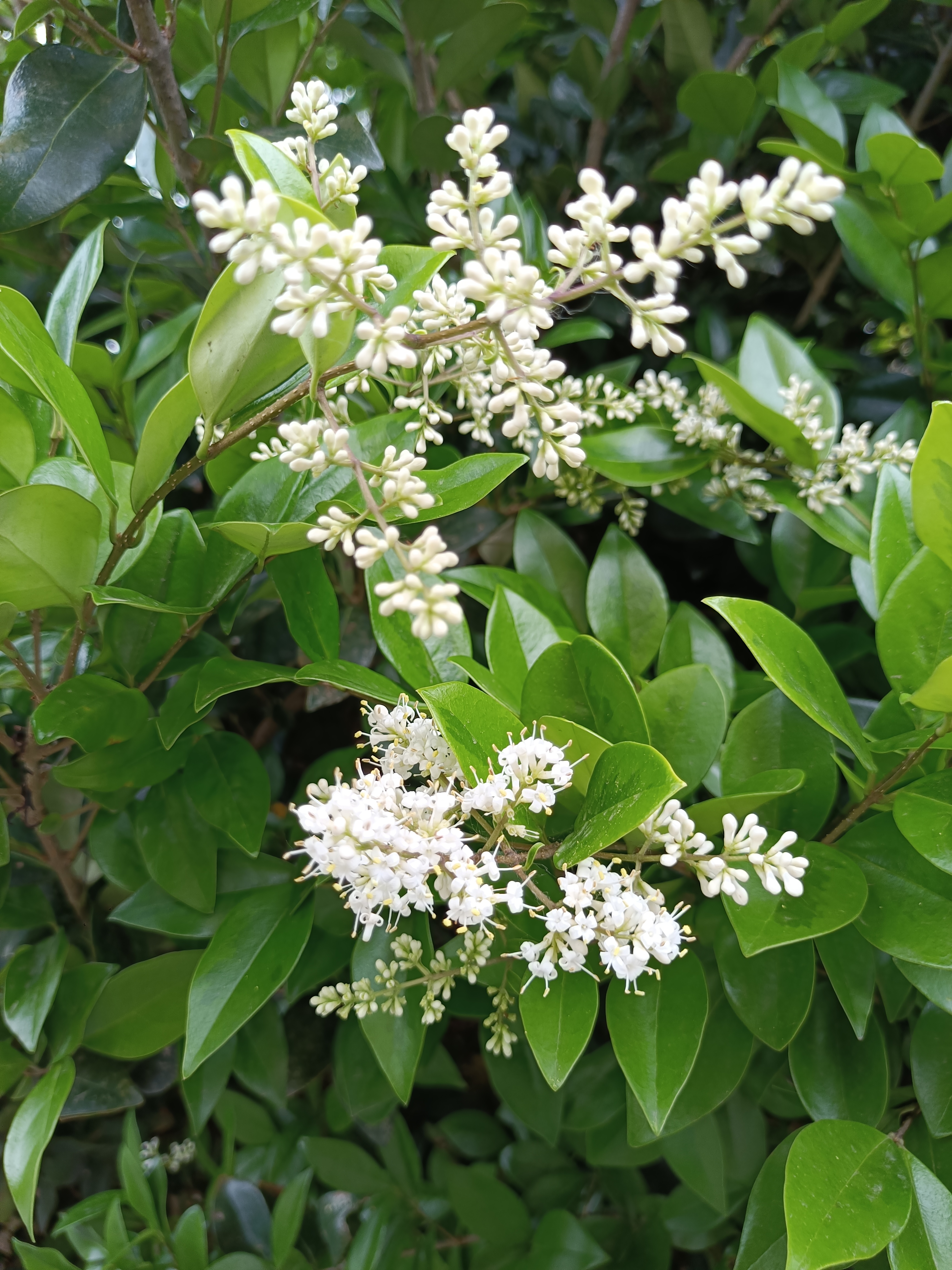 女贞花 花苞如米粒粒白,玉瓣四卷双蕊开