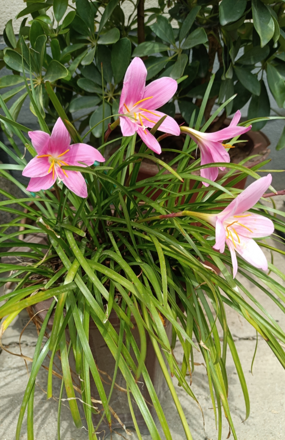 韭兰花 韭兰花色粉带彩,花托如管六瓣开