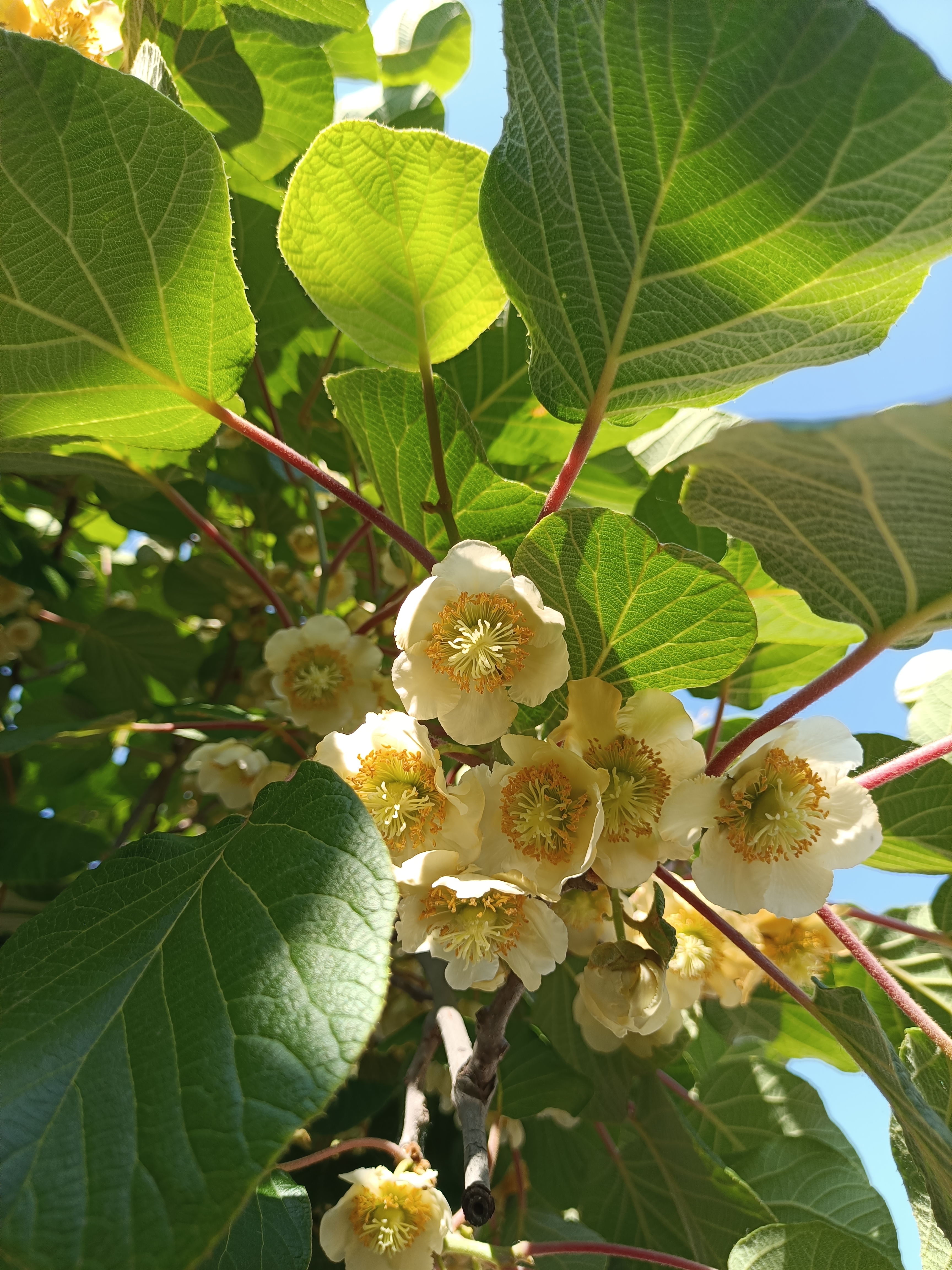 花果之城