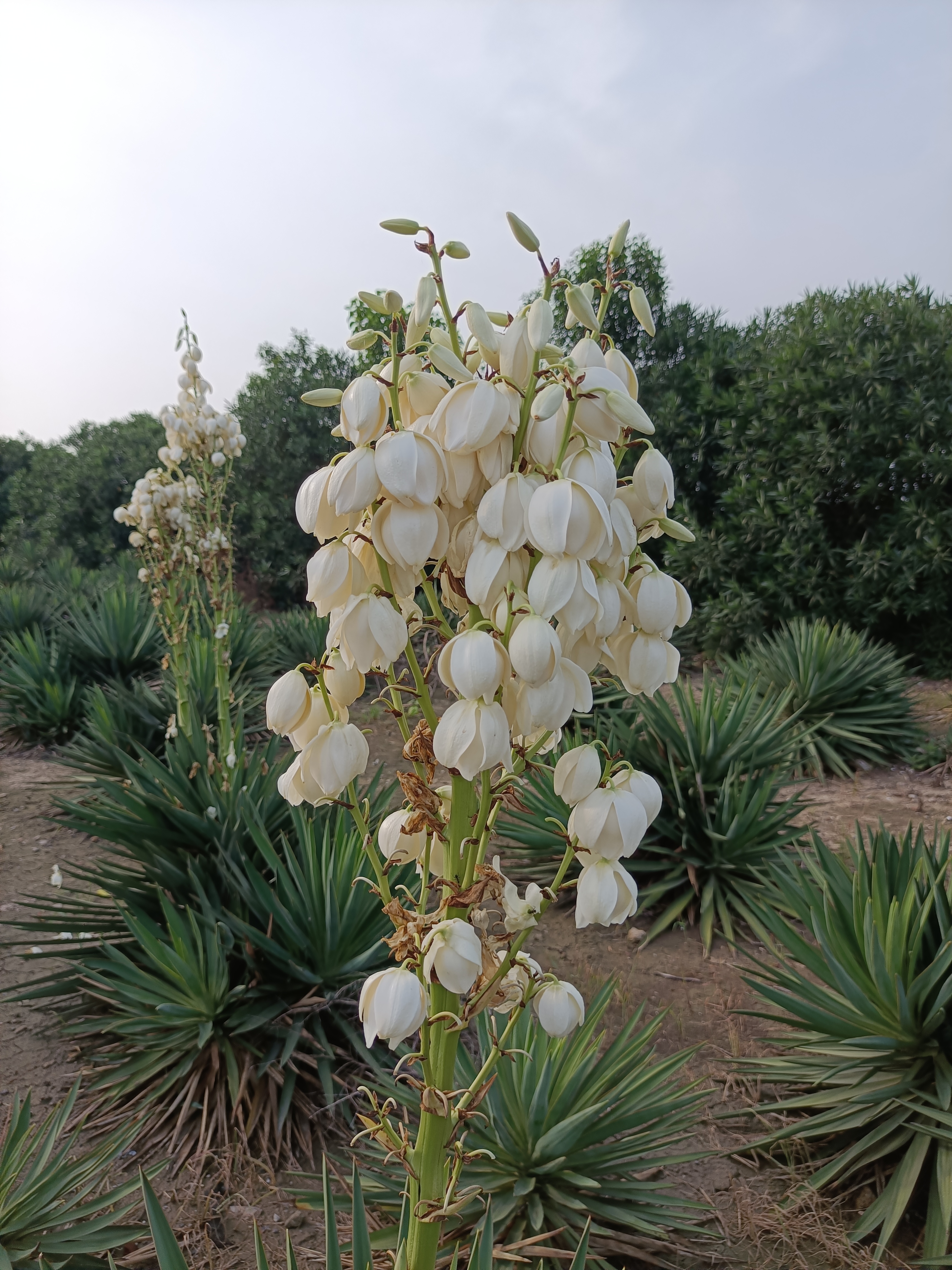 花果之城(百一)凤尾兰  凤尾兰,形似剑麻 夏日开花,花如悬铃,洁白无瑕