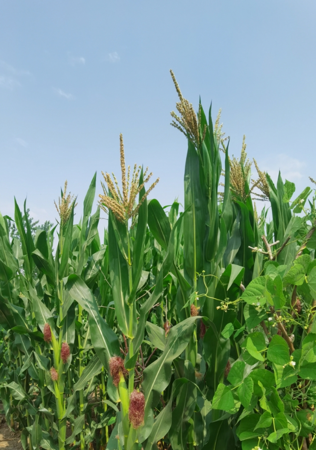 花果之城(五十)玉米花 玉米花开分两端,雌雄有别生同杆  乘车行路间