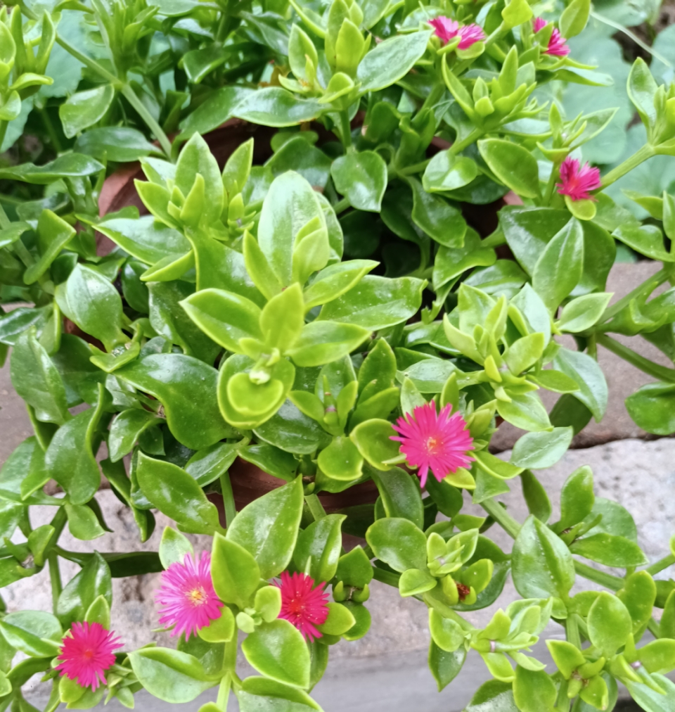 花果之城(九二)心叶日中花  正值盛夏,花开竞艳 有花盆栽,叶肥花圆 名