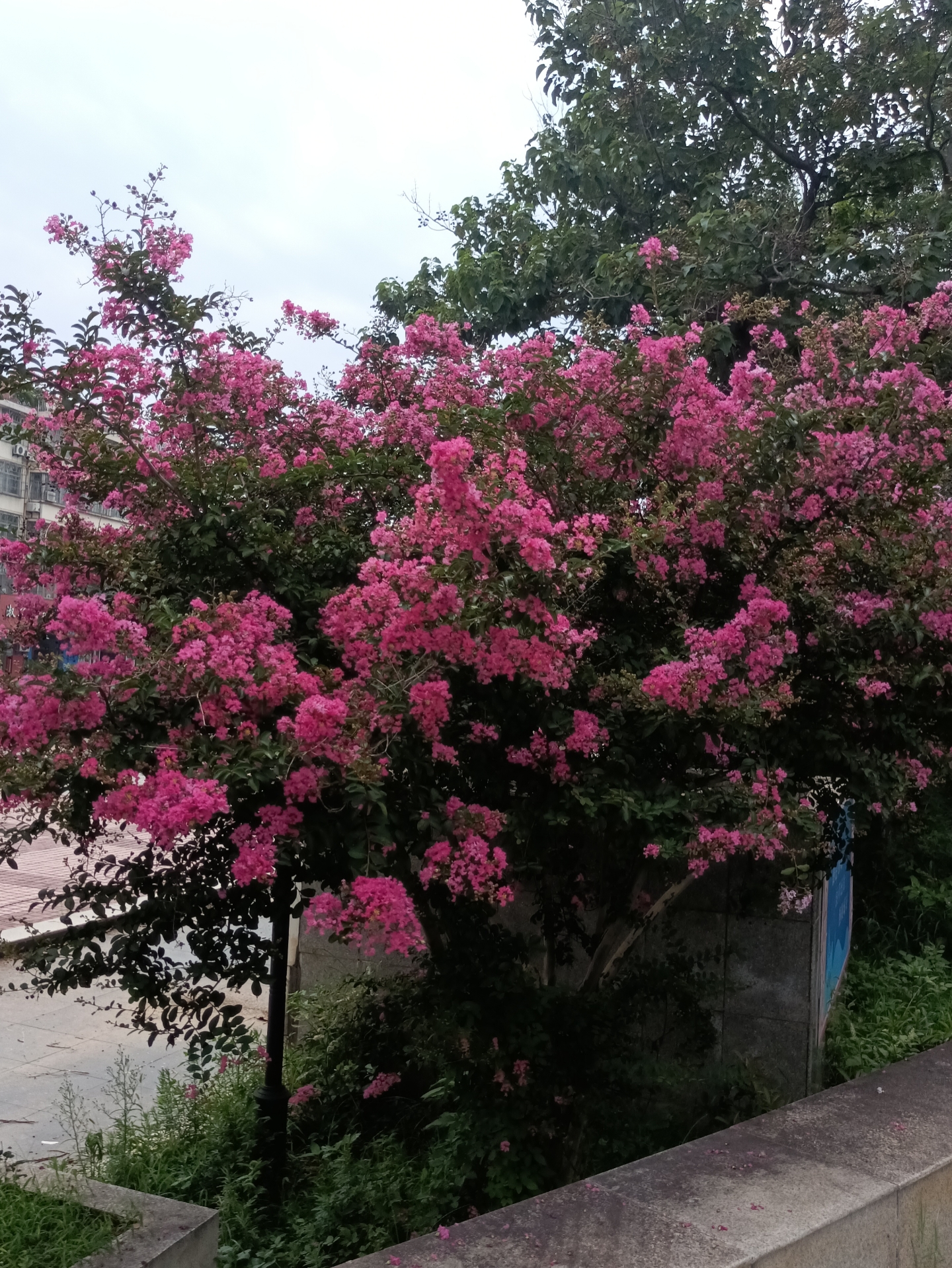 花果之城(一百)紫薇小游园  连云港的夏天 是被紫薇花统治的 道旁路边