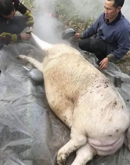 昨天,2400块买了一头300斤重的大肥猪,屠宰杀肉,猪的力气很大,请了四