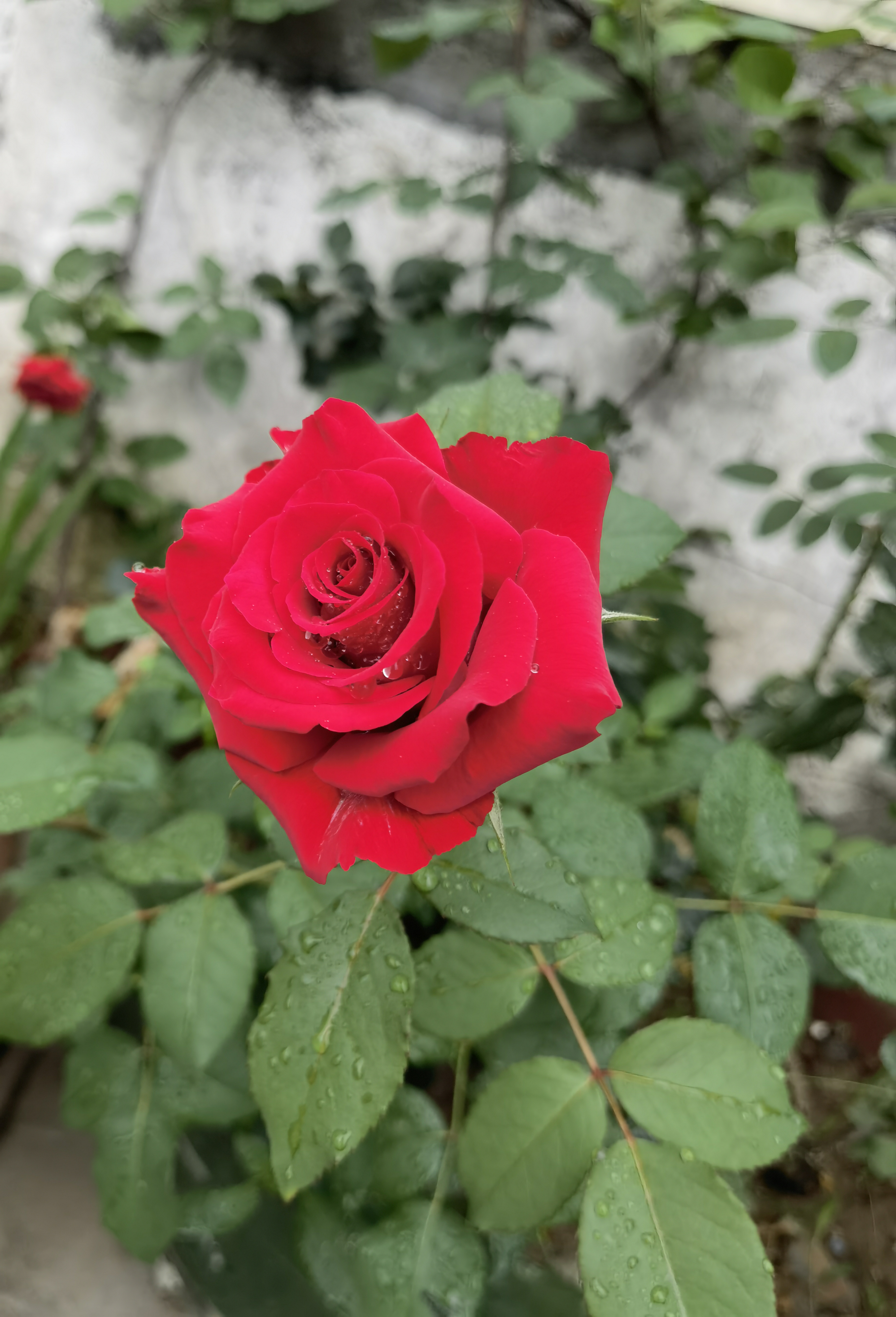 我是一朵小红花儿