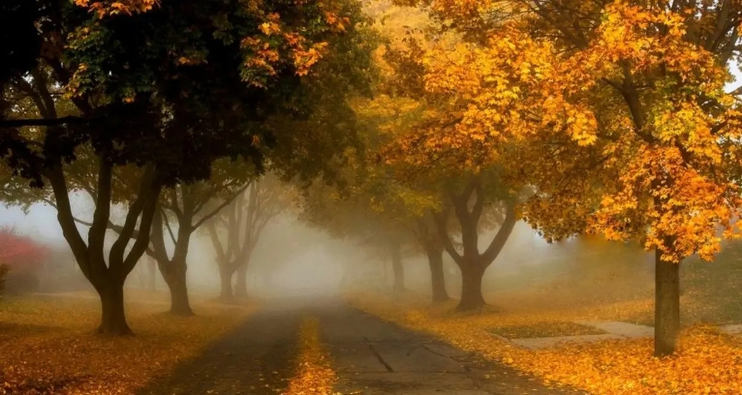 夏去秋来, 夏日余热未消, 落叶知秋, 时光荏苒, 晚夏夜色, 惜别留恋.