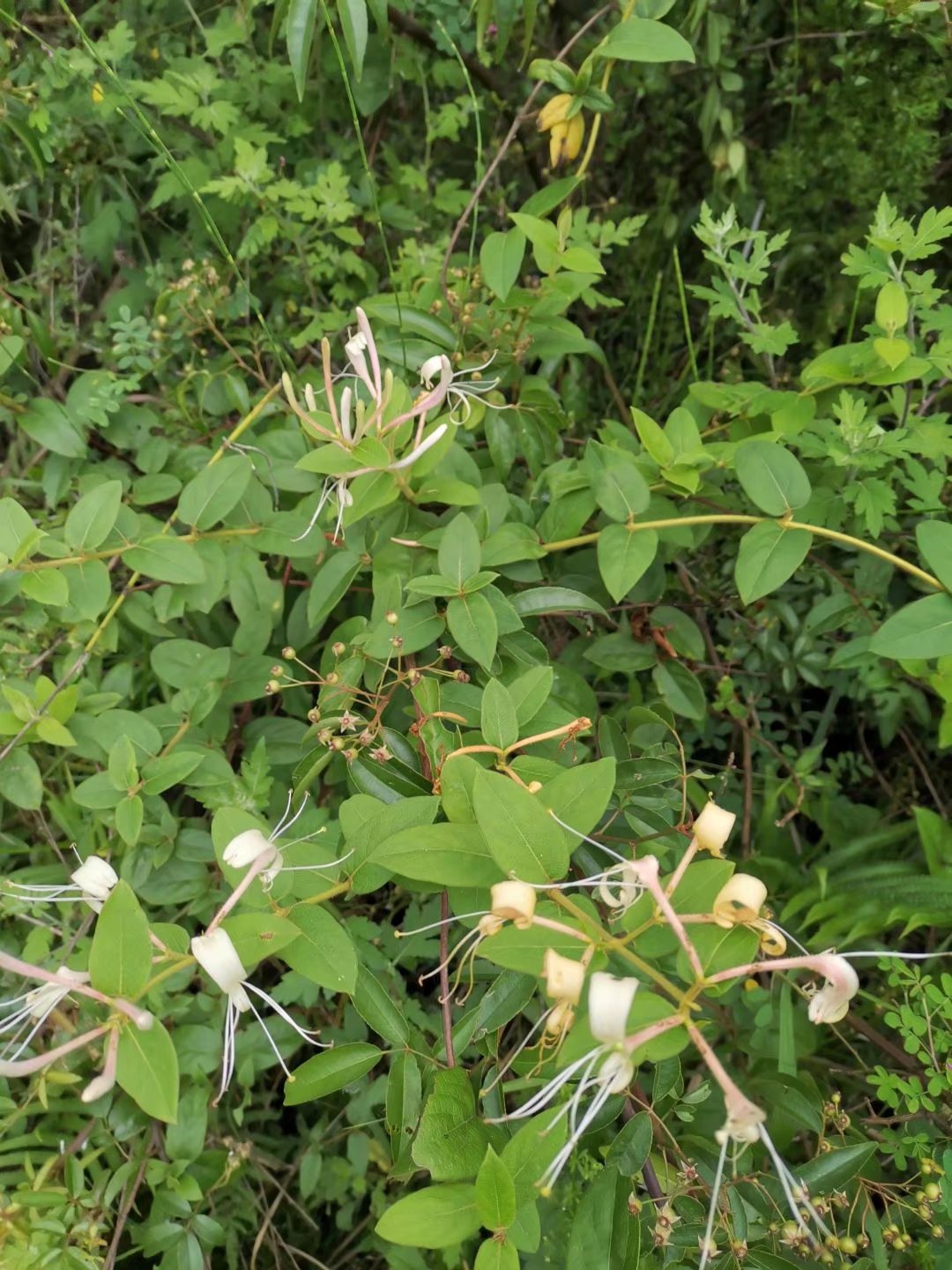 今天发现了一种神奇的野生金银花,它的香气令人心旷神怡,黄白相间的