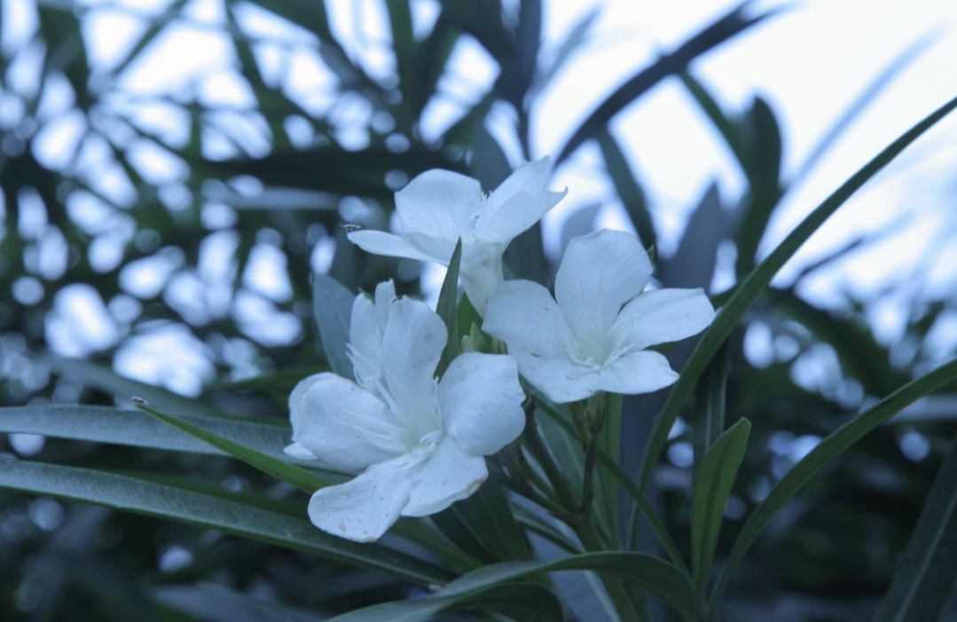 这个花叫夹竹桃,起源于地中海沿岸,属于大型灌木,四季常青,花期很长