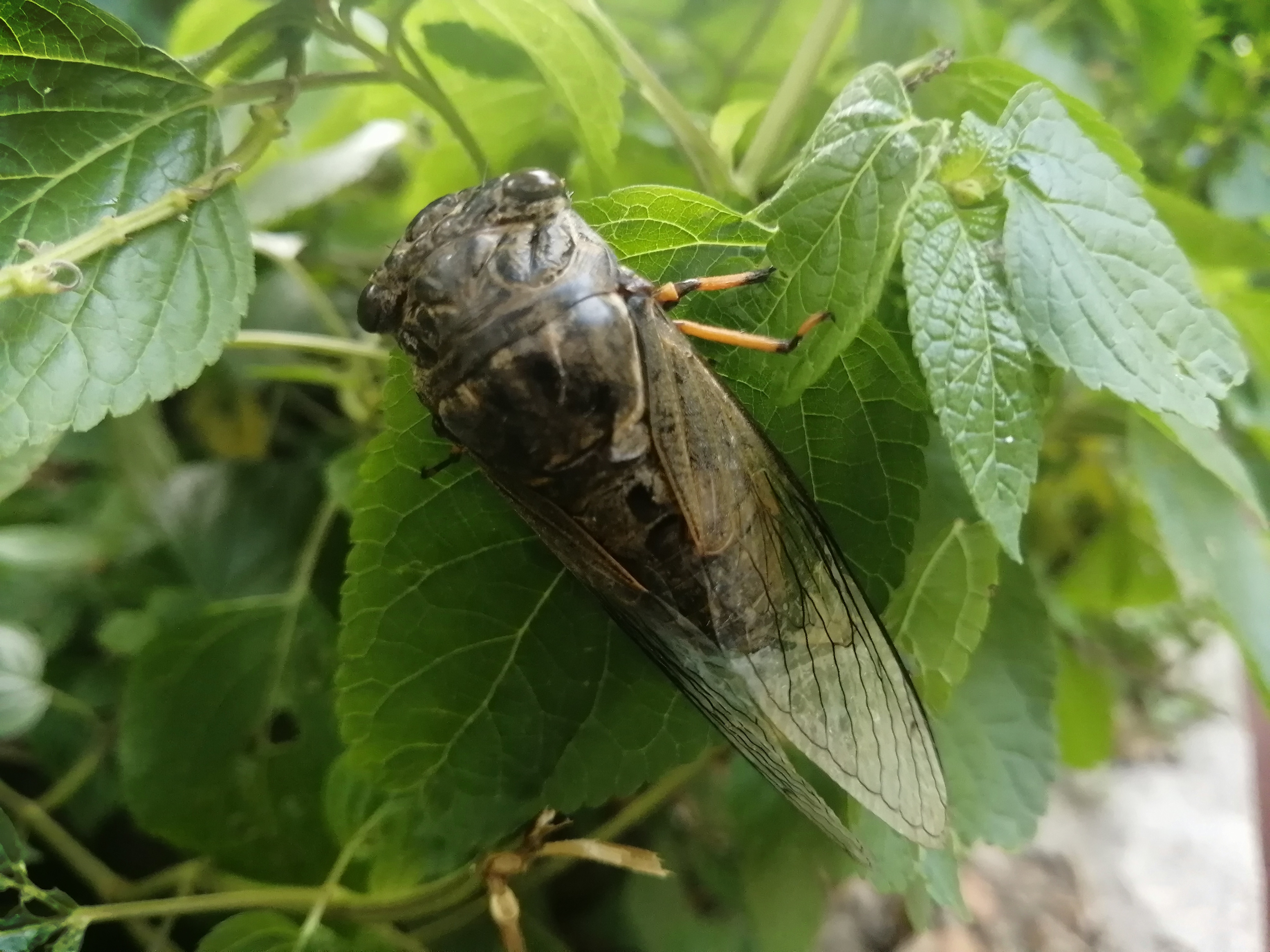 盛夏里的树木护荫遮阳, 蝉在树林里歌唱