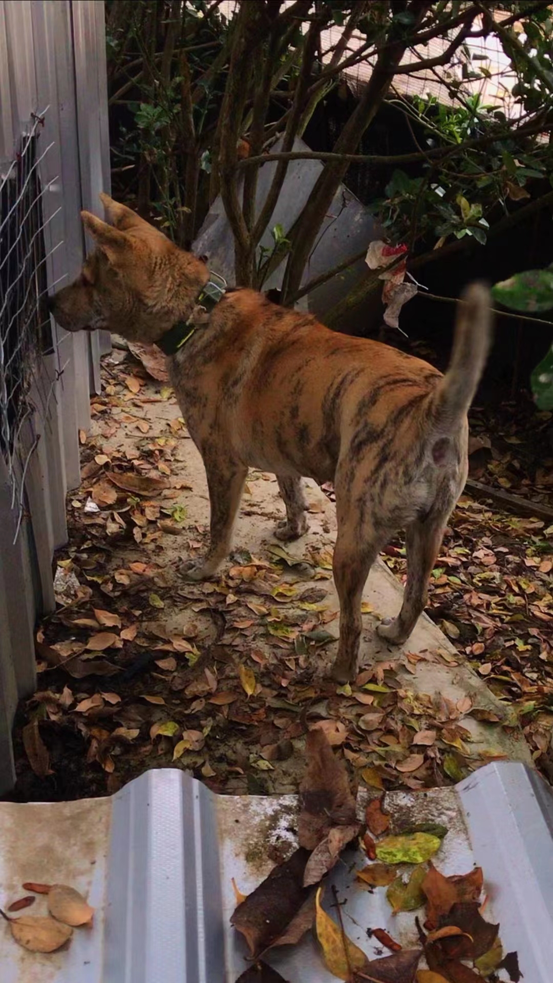 广西虎斑犬舍图片