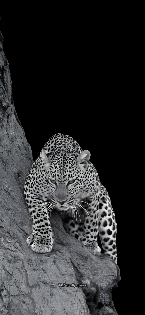 手机壁纸|豹子壁纸|猛兽壁纸