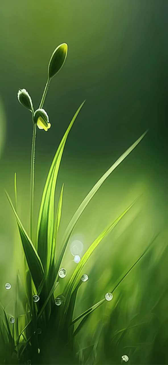 小草绿色壁纸:春风轻拂绿丝绦,小草萋萋春意闹