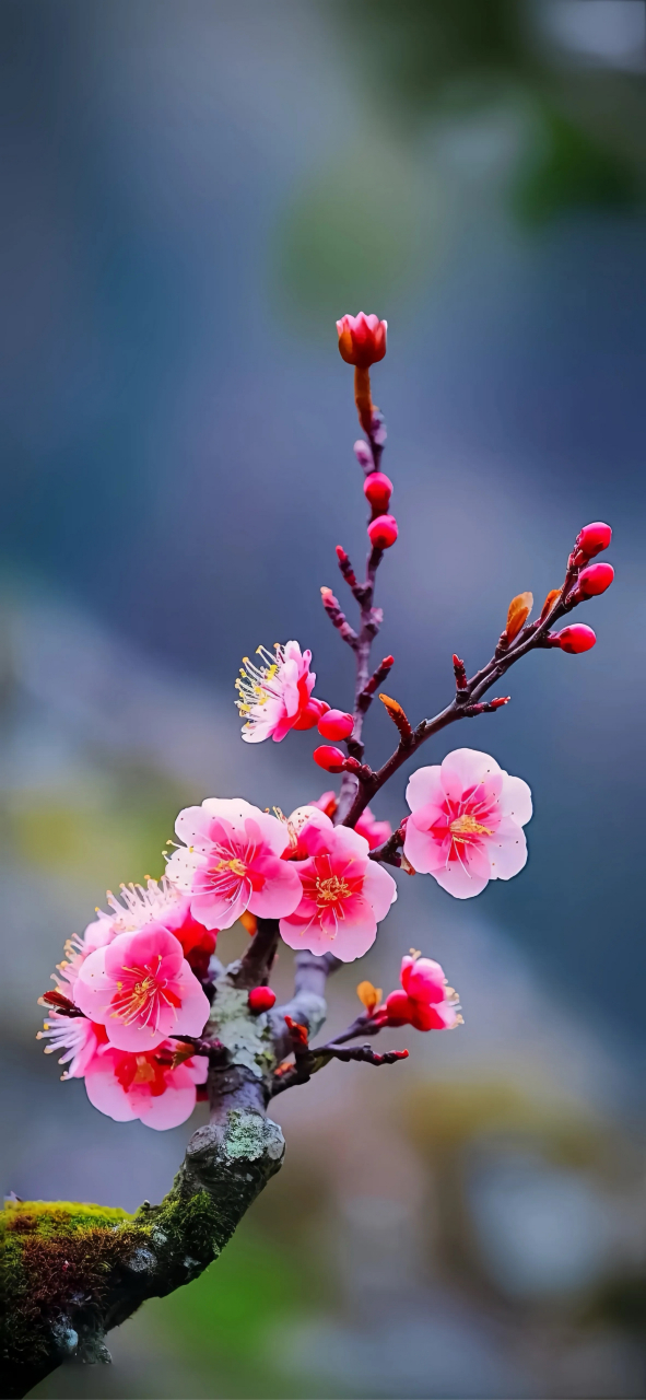 一朵小花|潮流壁纸 |视觉分享