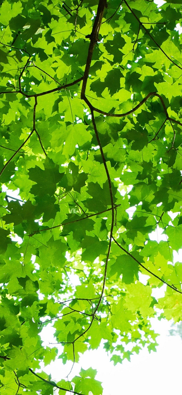 壁纸:绿色护眼壁纸