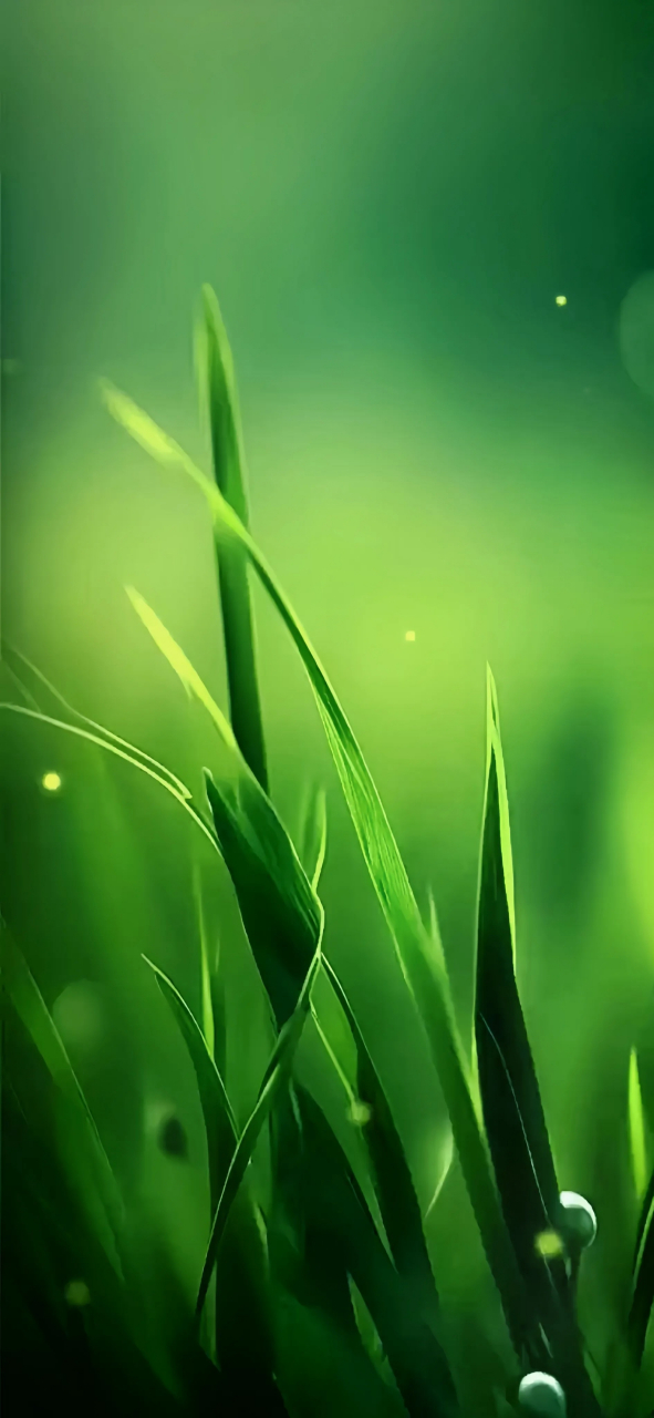 绿色护眼壁纸|潮流壁纸 |视觉分享