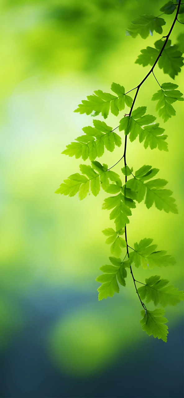 绿色壁纸|护眼壁纸|树叶壁纸