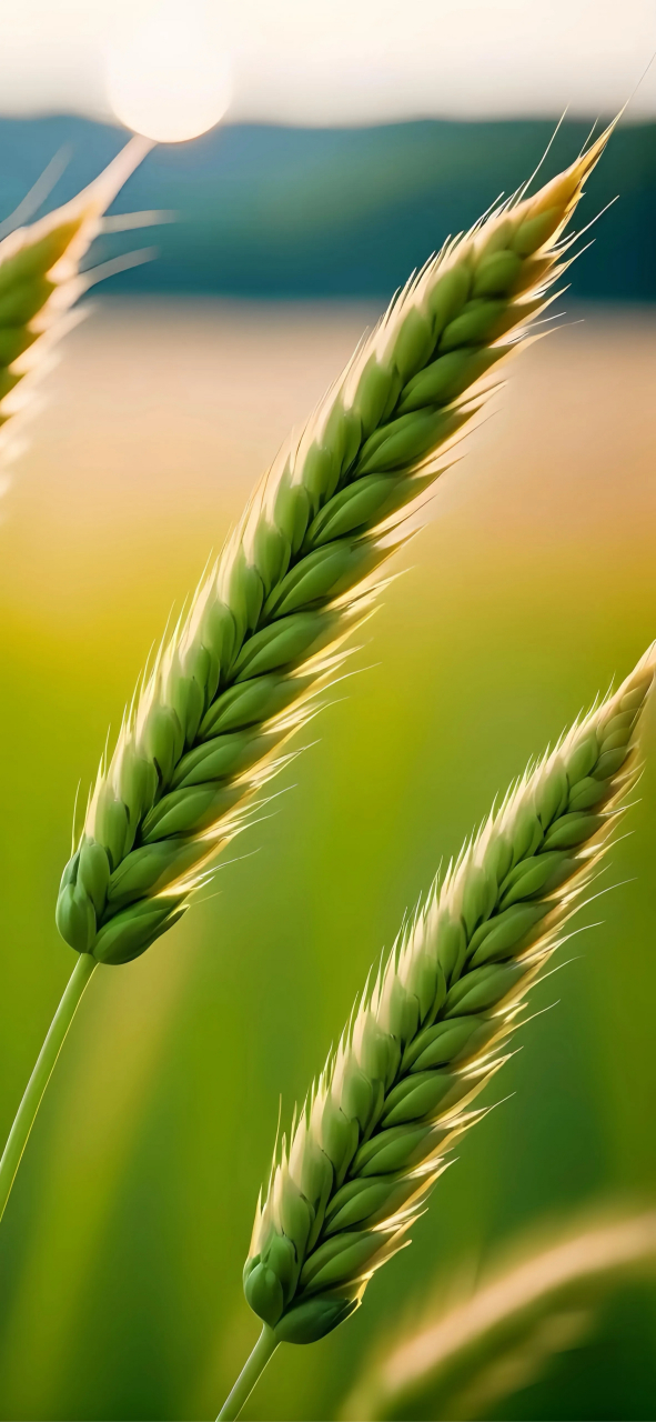 绿色护眼壁纸|潮流壁纸 |视觉分享