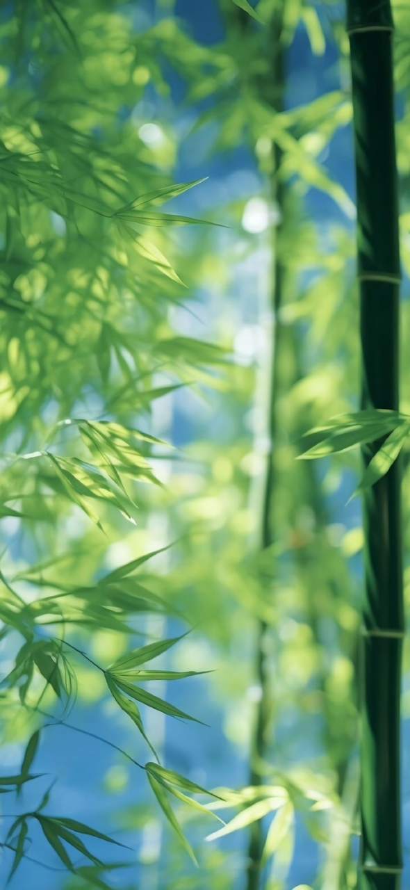 竹子壁纸|绿色护眼竹子壁纸