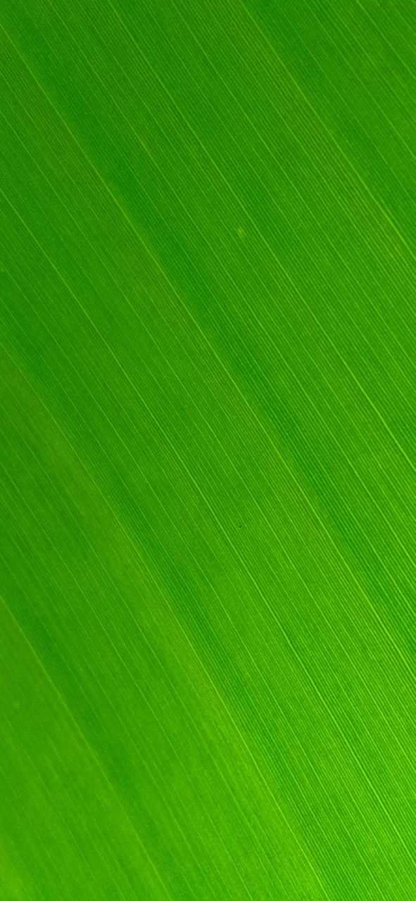 绿色壁纸