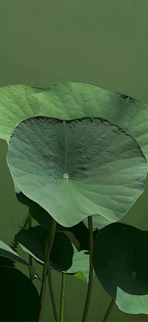 手机壁纸|荷叶壁纸|绿色壁纸