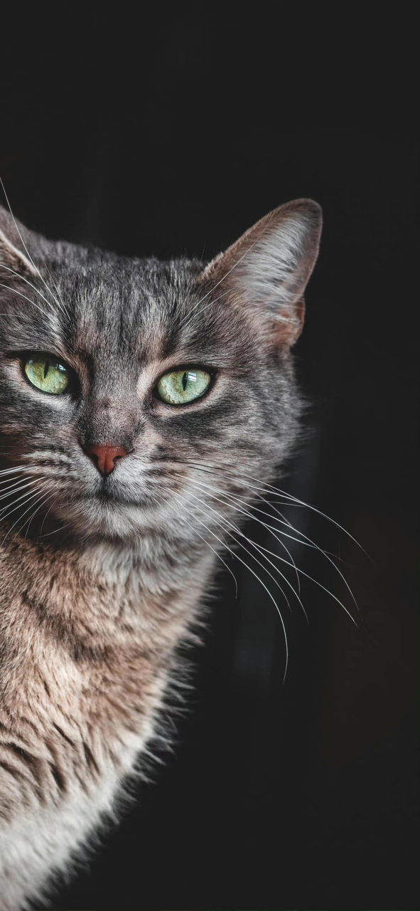 酷酷的动物壁纸