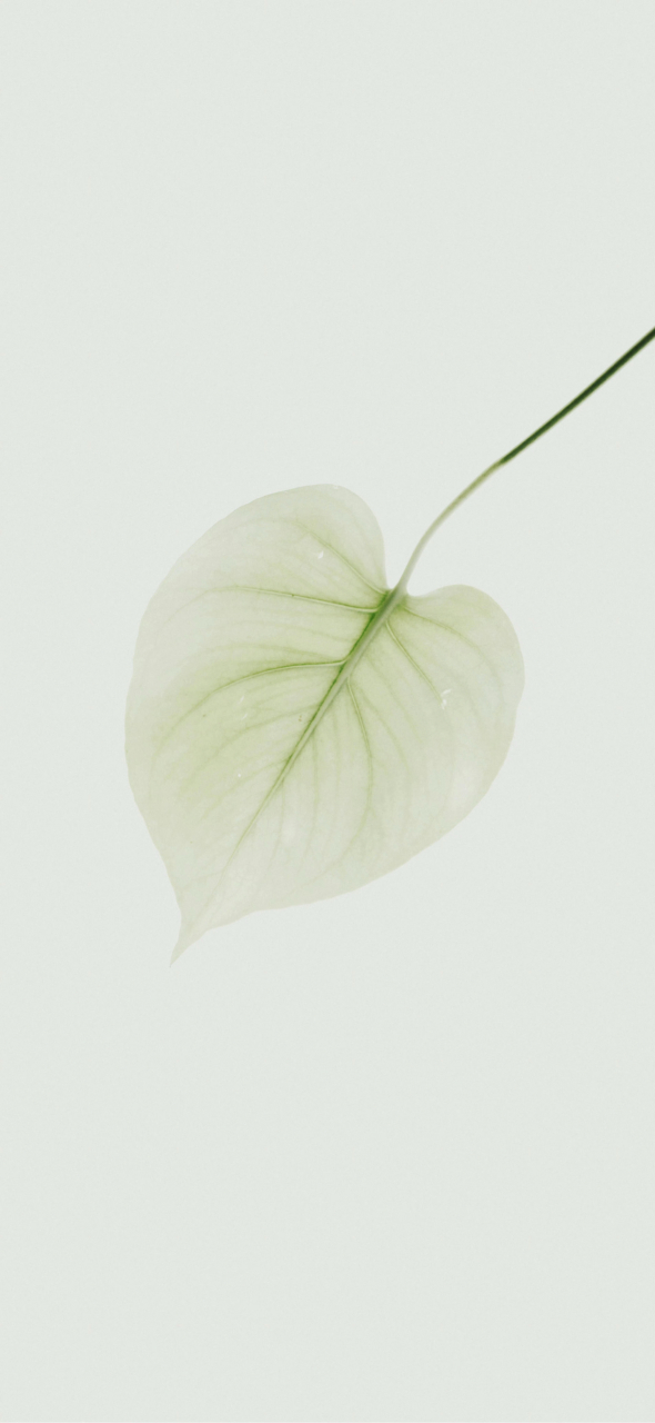 清新壁纸|干净素雅壁纸