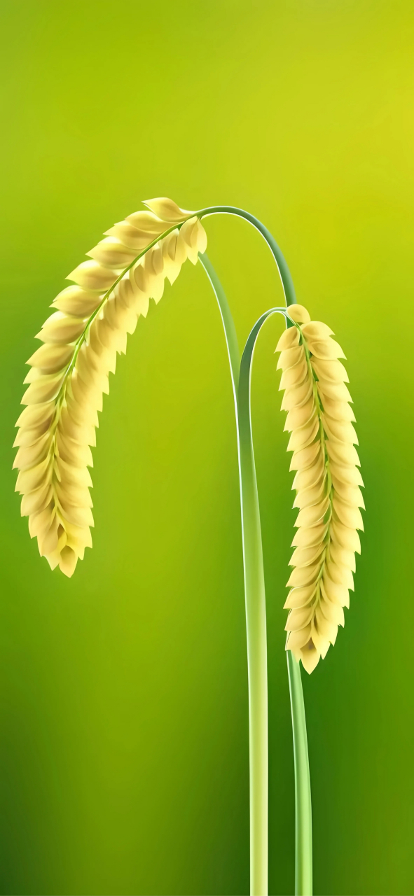 绿色护眼壁纸|潮流壁纸 |视觉分享