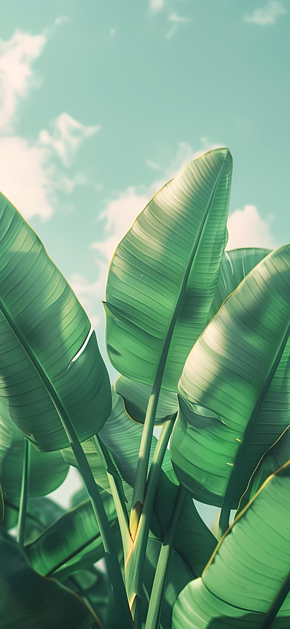 壁纸:绿色主题风格,护眼壁纸