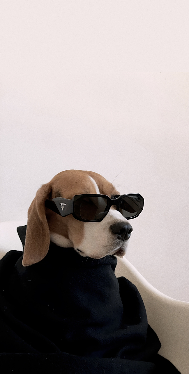 酷酷的狗狗壁纸|狗狗壁纸