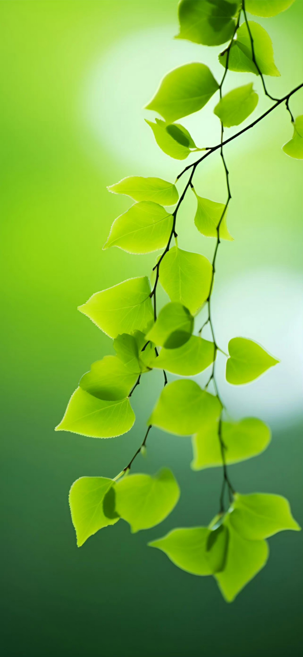 绿色壁纸|护眼壁纸|树叶壁纸