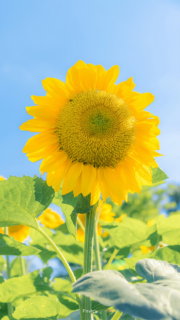 向日葵壁纸|花朵壁纸|清新壁纸