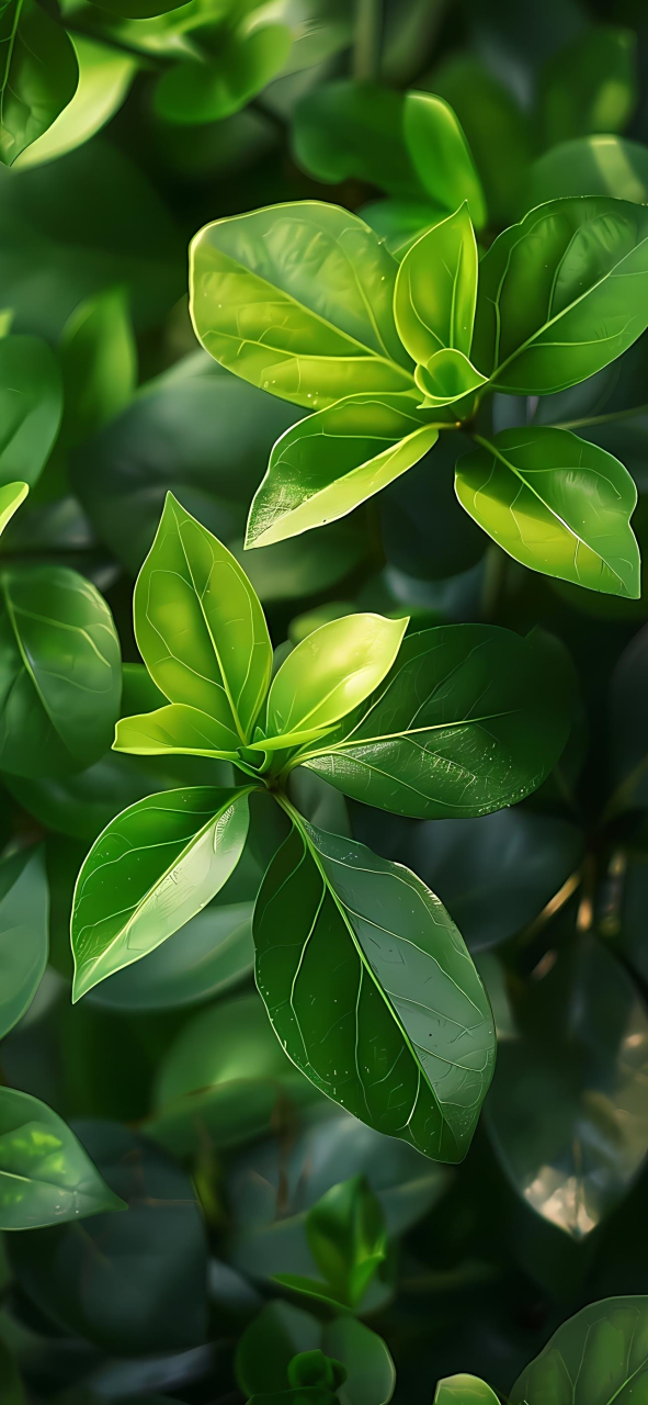 壁纸:绿色主题风格,护眼壁纸