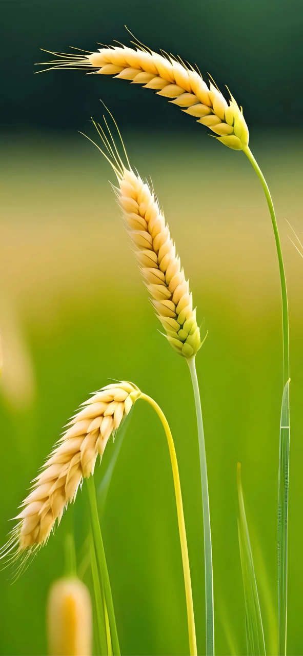 绿色护眼壁纸|潮流壁纸 |视觉分享