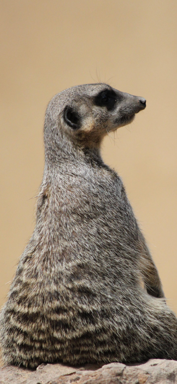 酷酷的动物壁纸