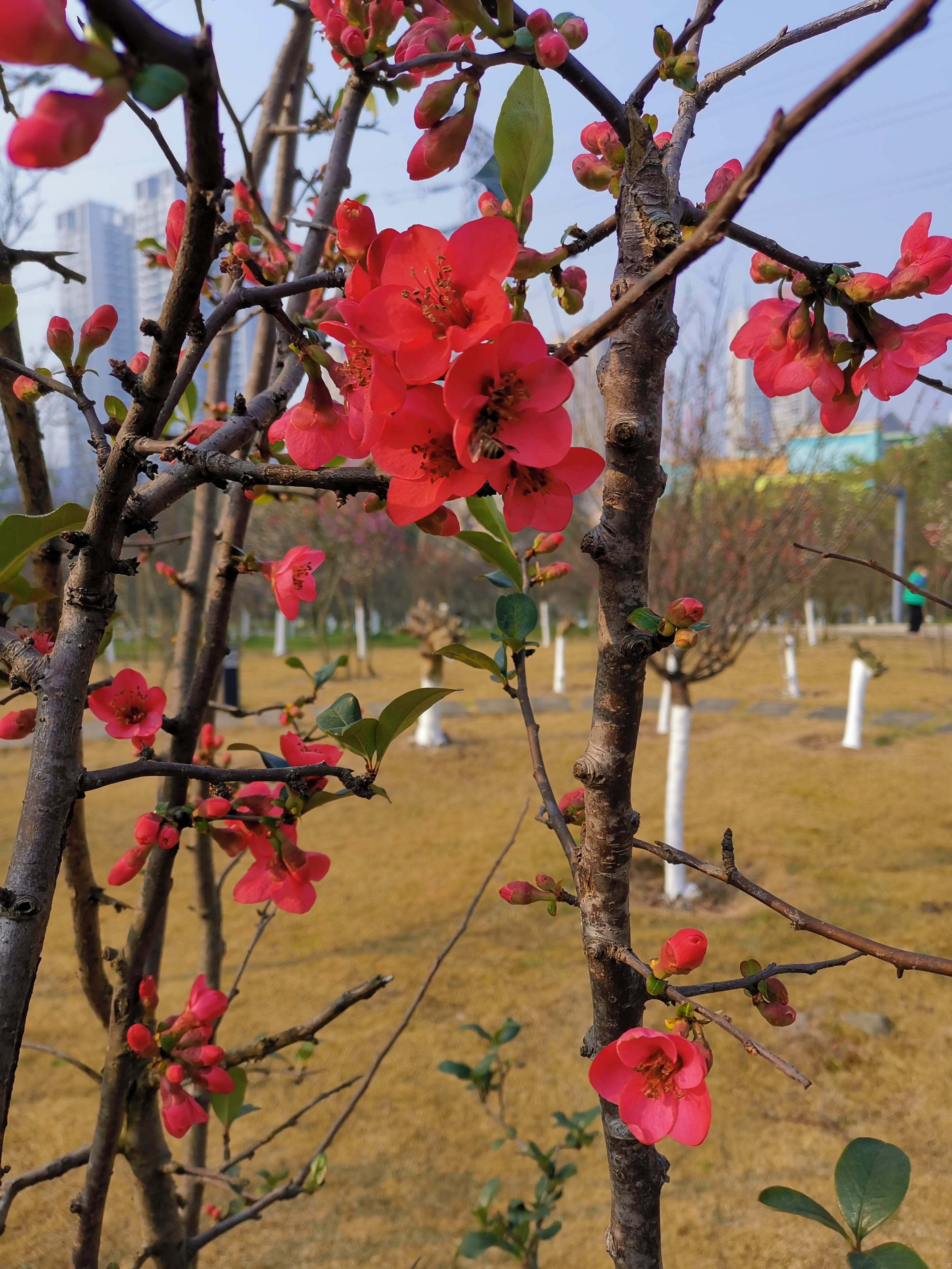 什邡市海棠花园图片