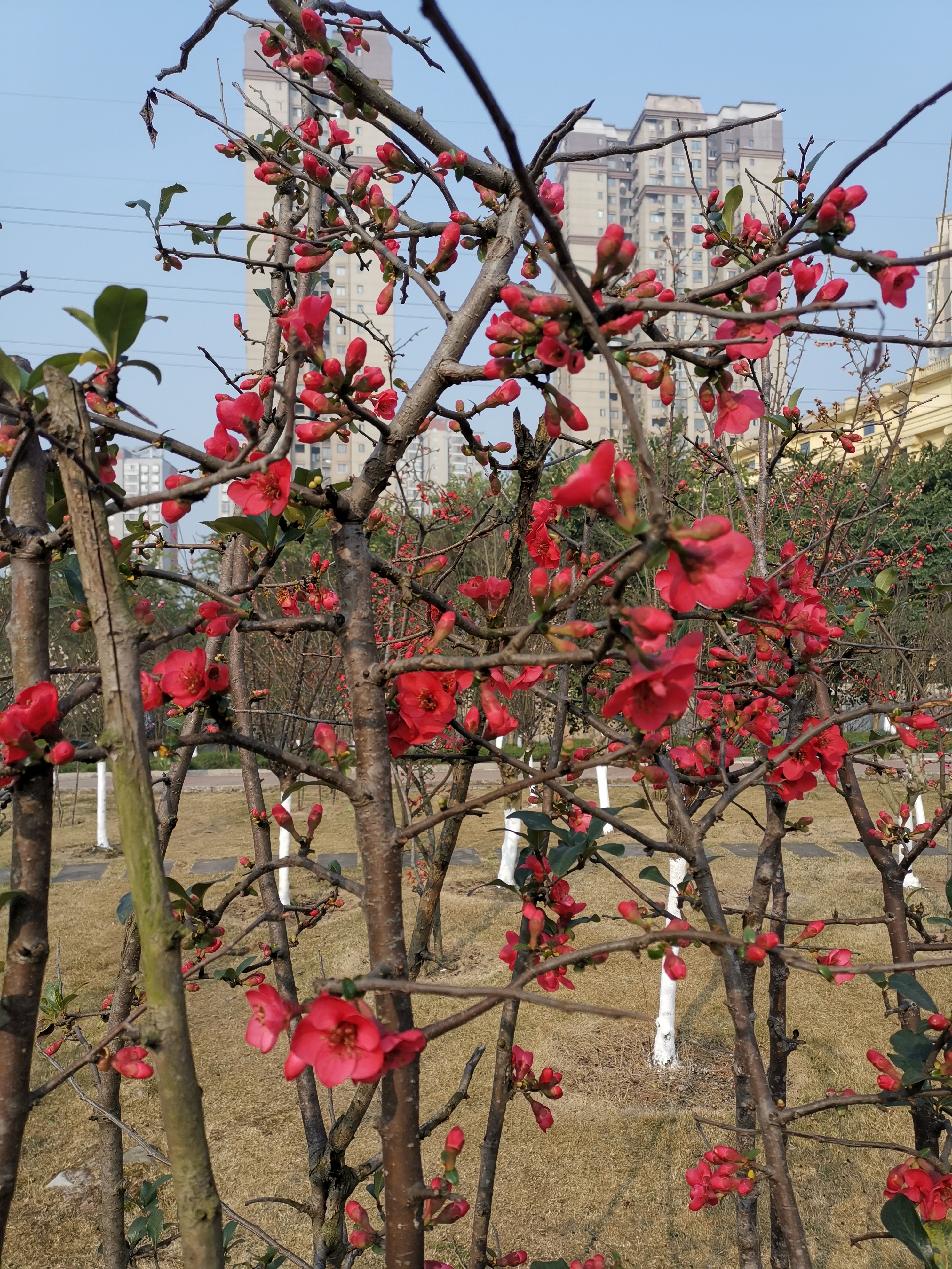 什邡市海棠花园图片