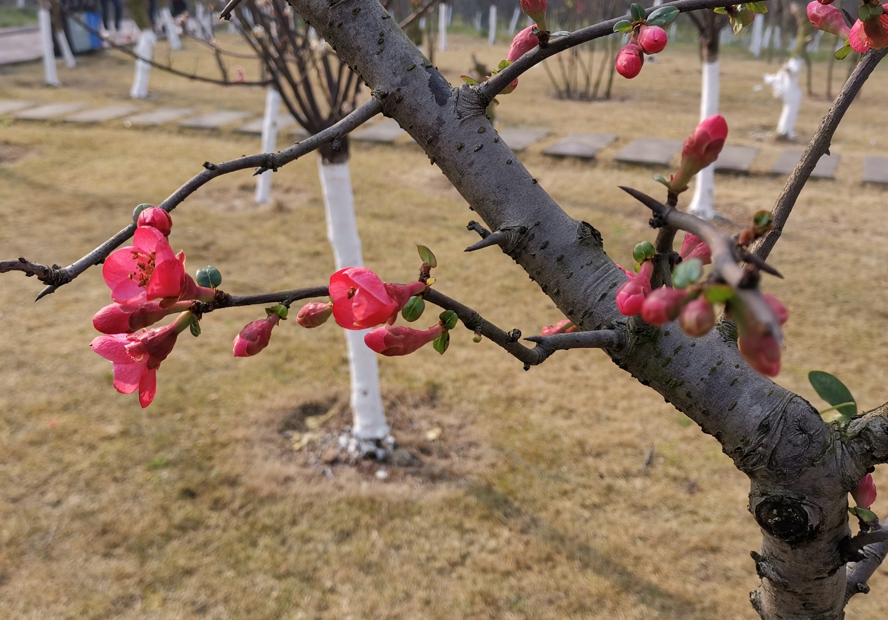 什邡市海棠花园图片