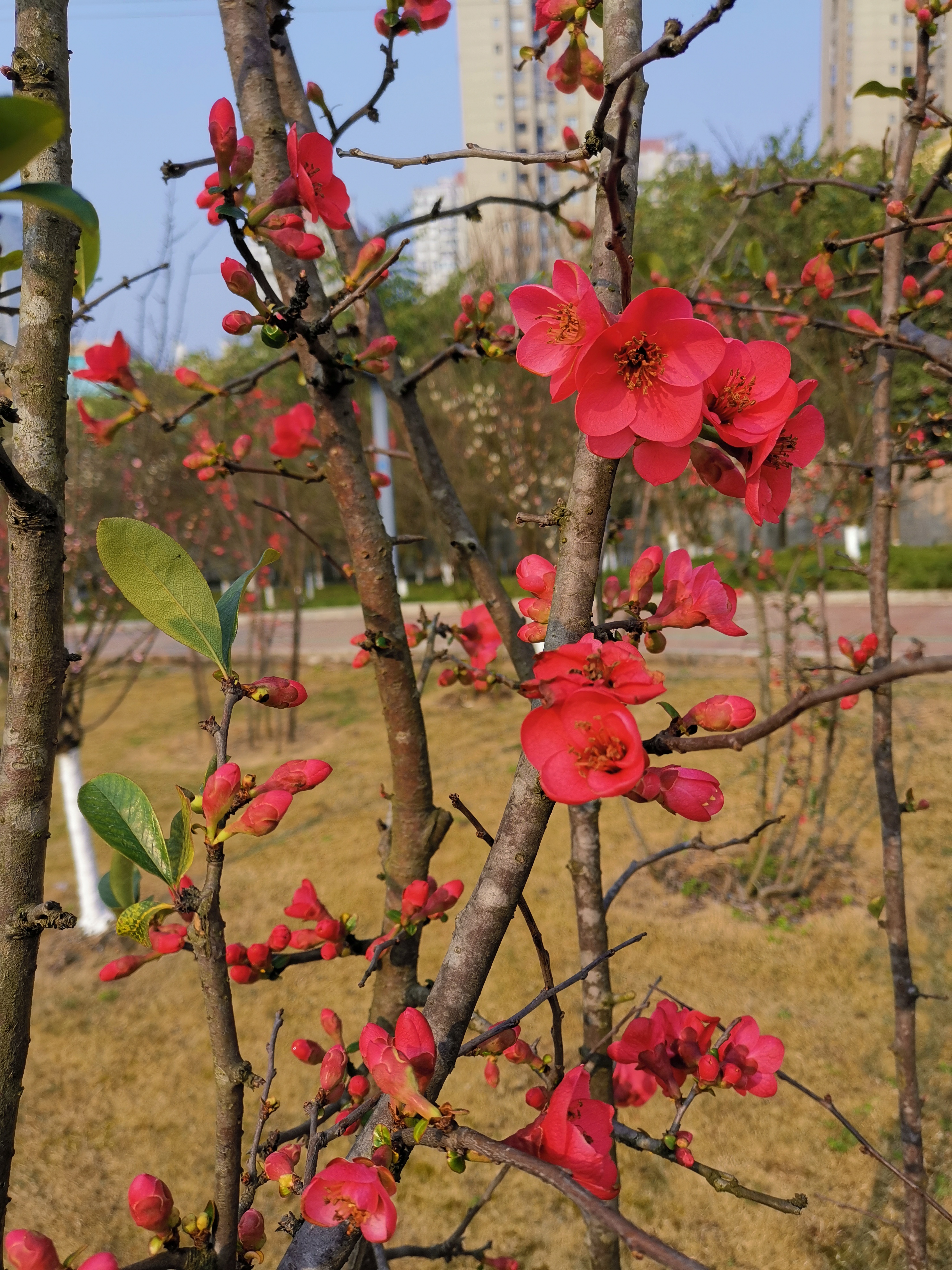 什邡市海棠花园图片