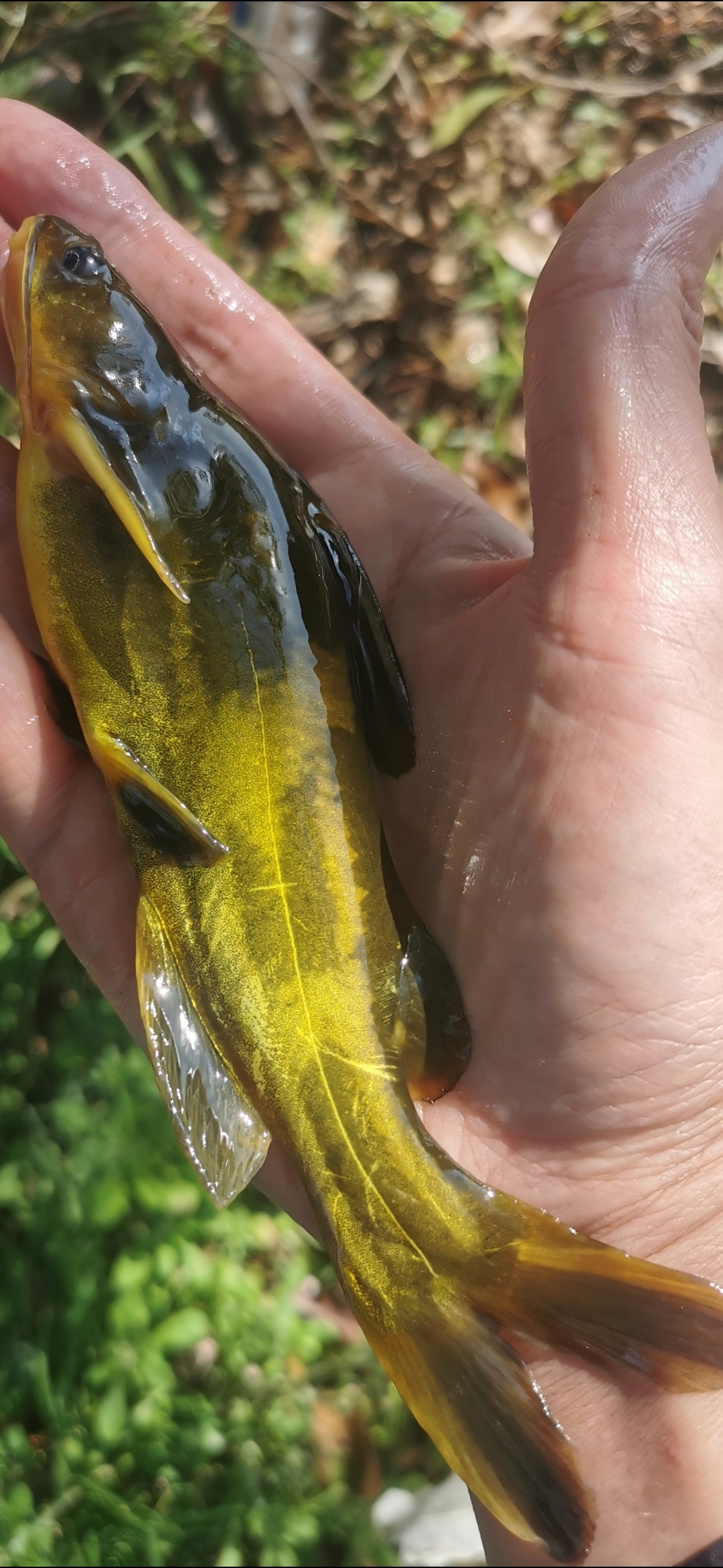 钓获21厘米的大黄颡鱼🐟[赞同]