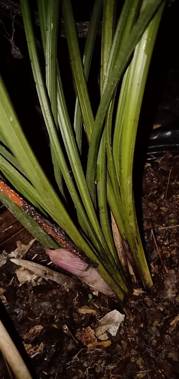 惠兰粉红花苞,期待能开出好花