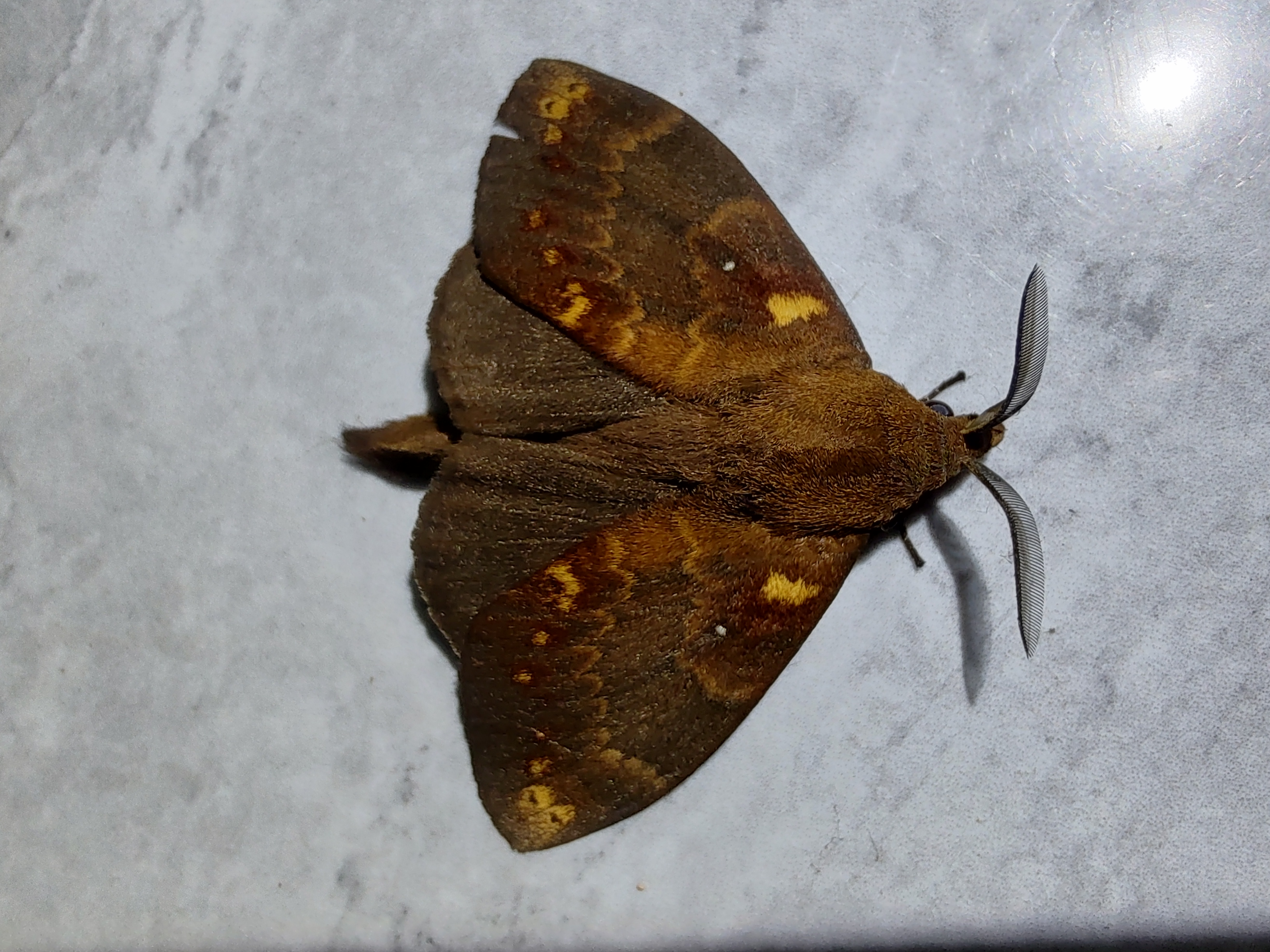 它飞入屋里的,有认识它的朋友解说一下它吗?