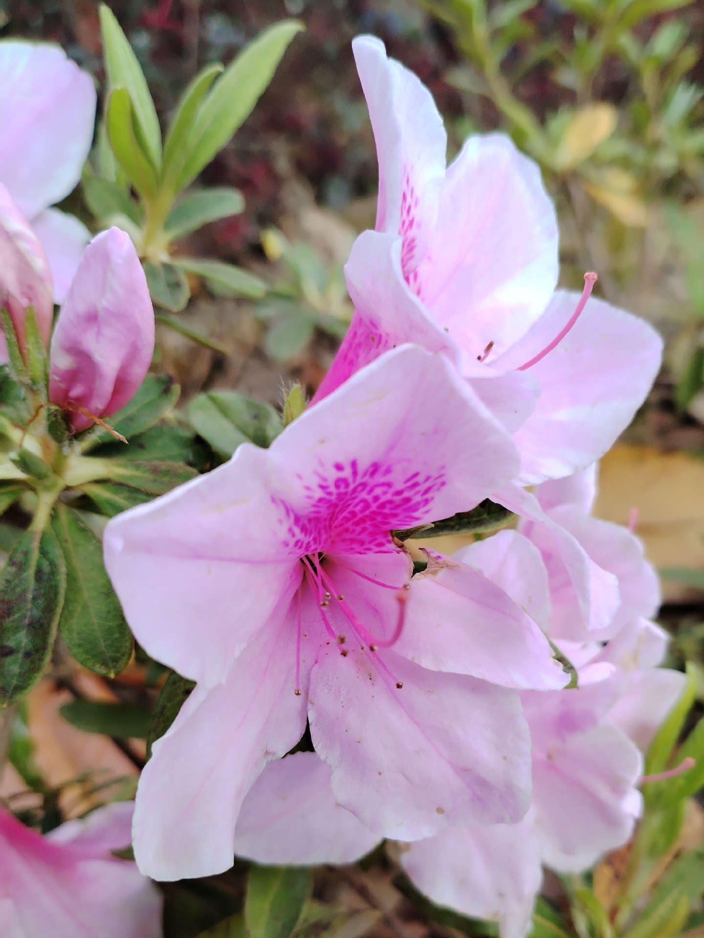 杜鹃花是春天最靓丽的花朵之一.