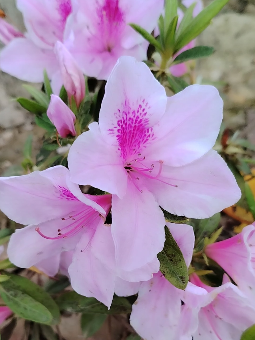 杜鹃花是春天最靓丽的花朵之一.