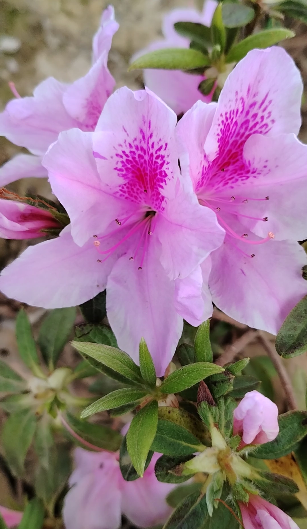 杜鹃花是春天最靓丽的花朵之一.