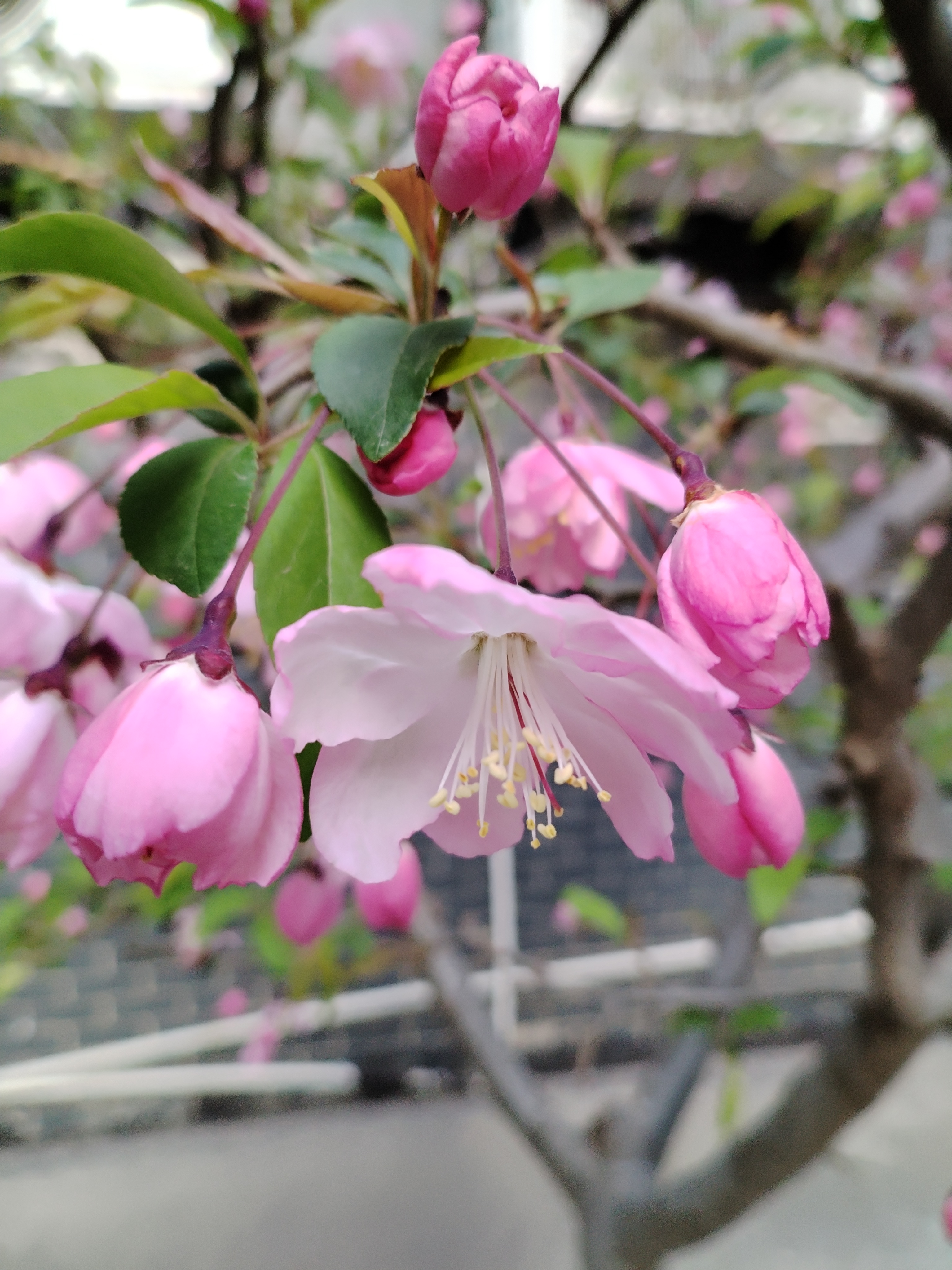 海棠树开花图片图片