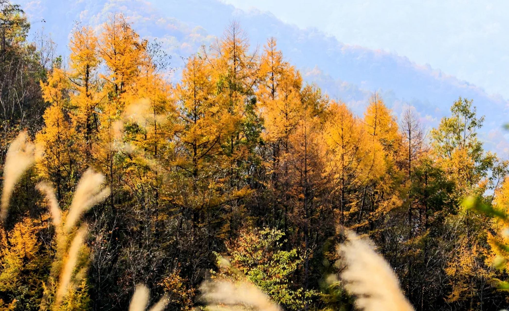 月坝秋色 月坝位于四川广元白朝乡境内,高山湿地,风光独特,是一个离