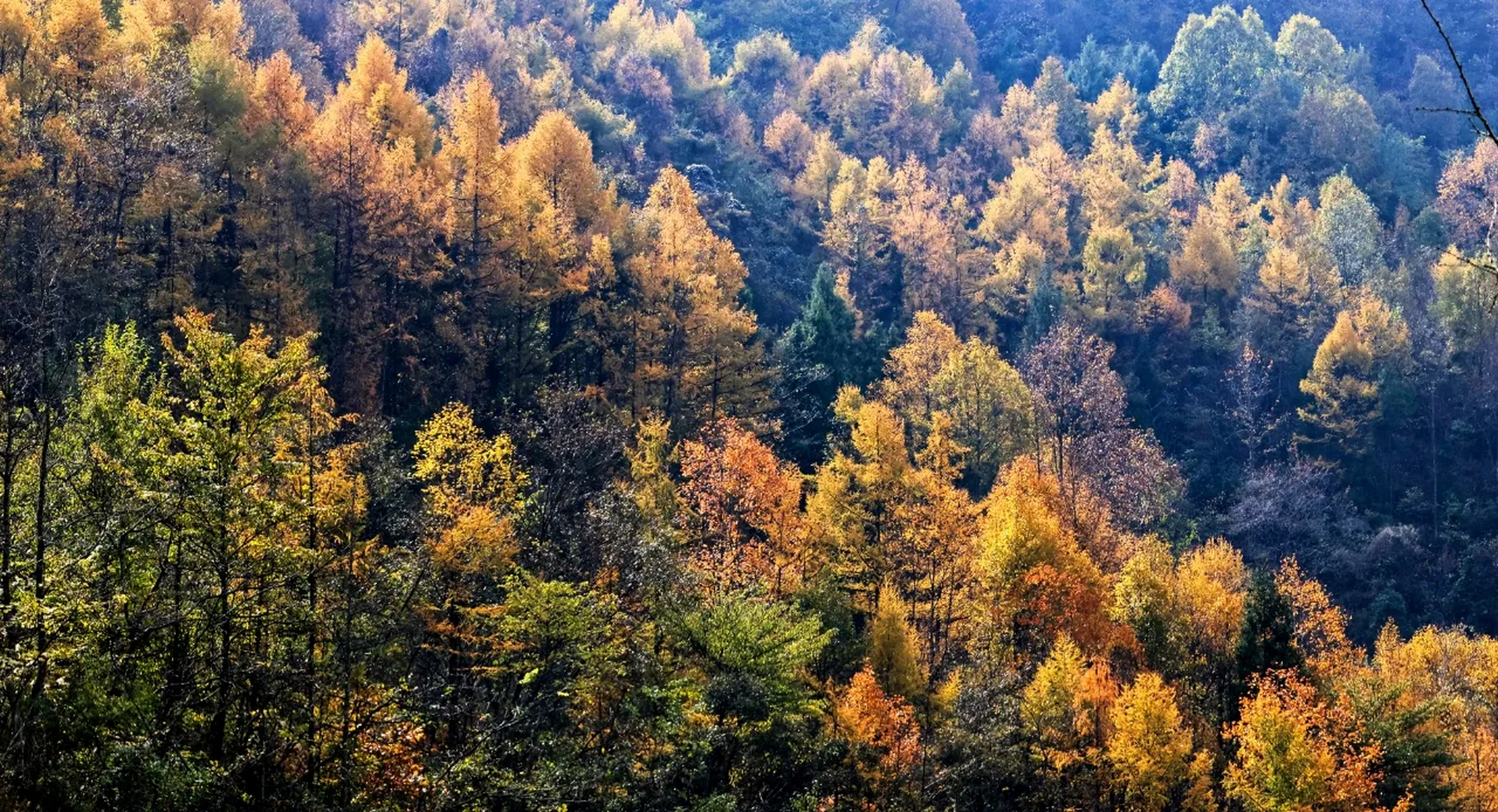 月坝秋色 月坝位于四川广元白朝乡境内,高山湿地,风光独特,是一个离
