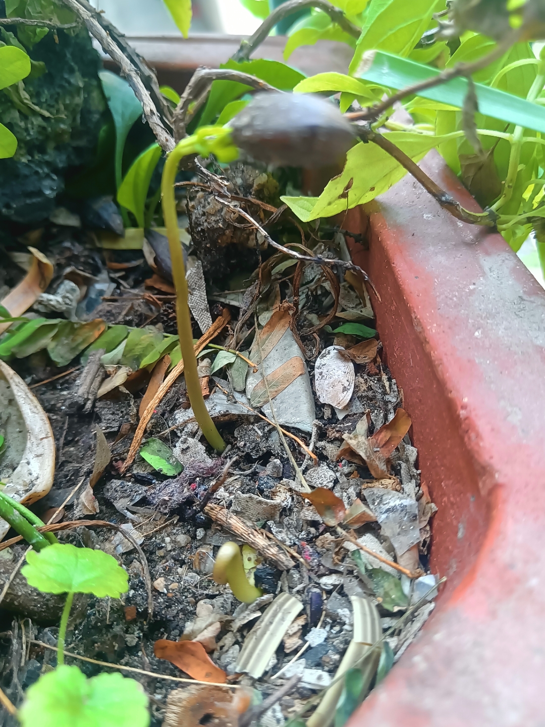 把根留住泥土吸收养份,扎根蓬勃生长,在运动中过程中,终于把种子父哌