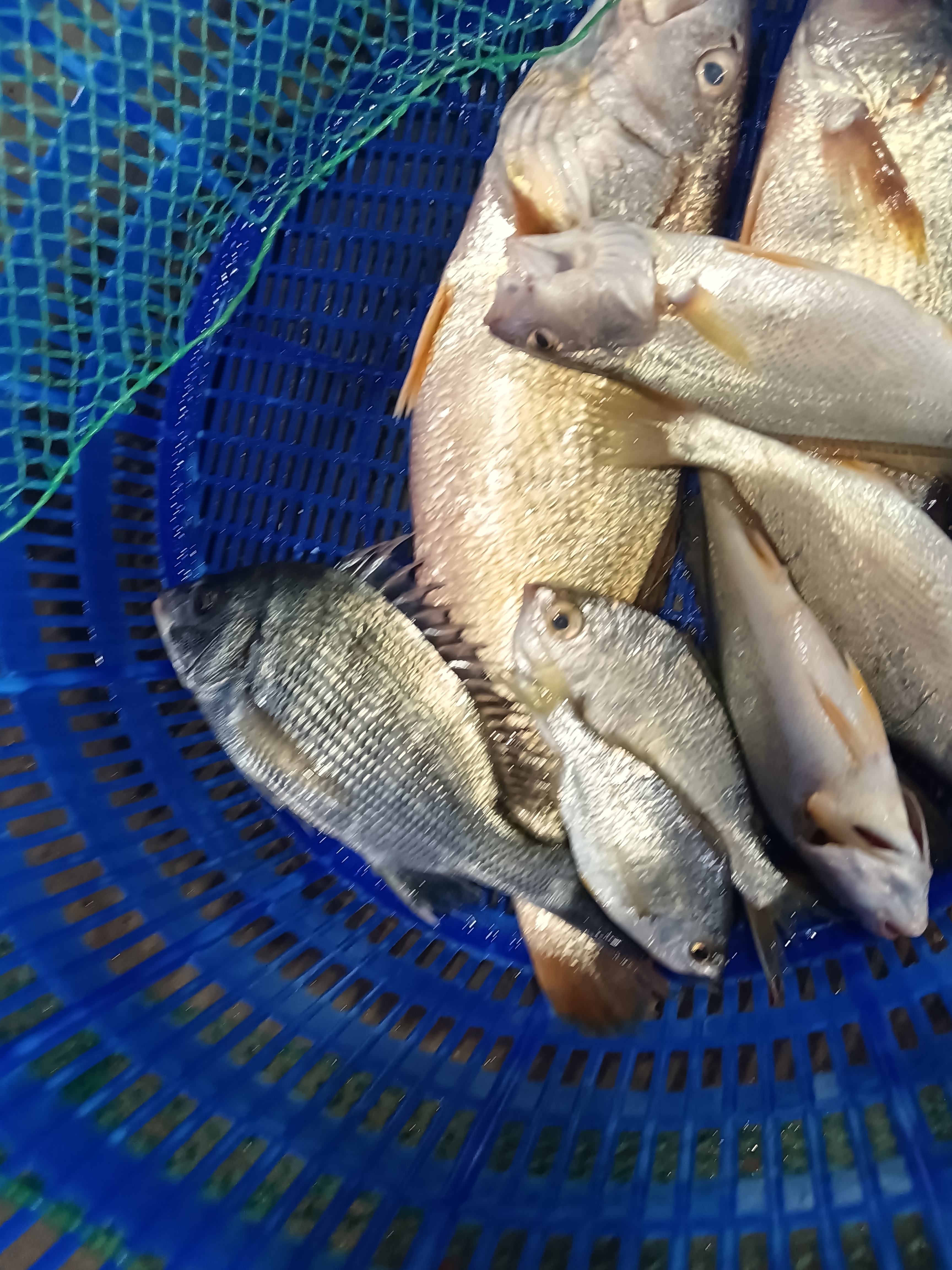 这是渔民收获的小红蟃鱼,已经卖给了商家了,商家准备要过称,卖给客户